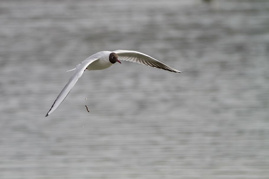 black headed gull, seagull, bird, flight, flying, vertebrate HD wallpaper
