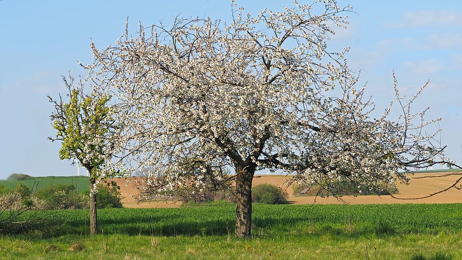 plant, nature, live, tree, beauty in nature, growth, field HD wallpaper