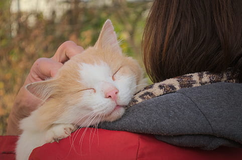 sleeping cat on person's shoulder, cute, animals, portrait HD wallpaper