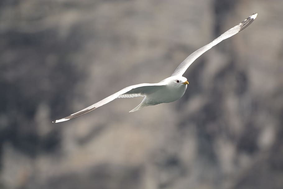 gull, birds, fly, dom, animal themes, animal wildlife, animals in the wild HD wallpaper