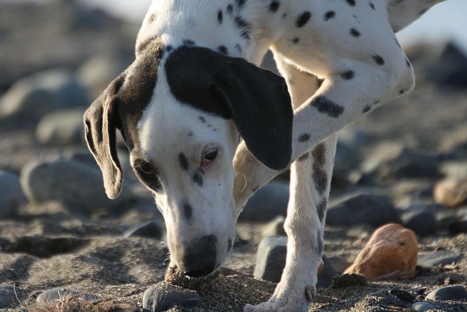 dog, dalmatian, inquisitive, animal themes, mammal, one animal HD wallpaper