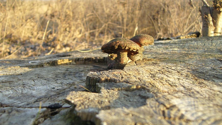 sponge, tree, on the tree, nature, slovakia, fungus, mushroom HD wallpaper