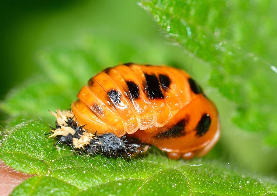 larva, beetles, ladybug, animal wildlife, invertebrate, animal themes HD wallpaper