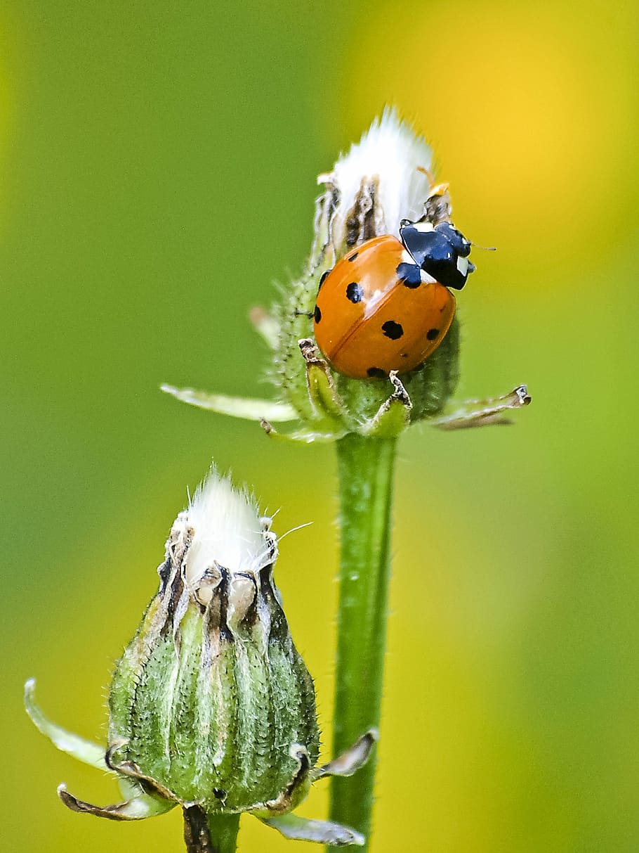 Ladybug, Beetle, Insect, Nature, Animal, close-up, one animal HD wallpaper