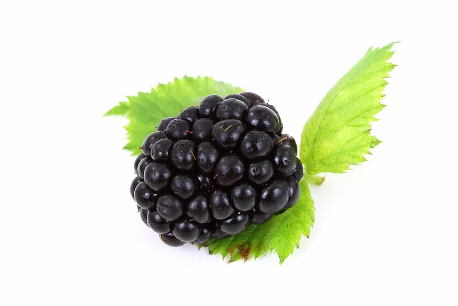 blueberry fruit, black, blackberry, food, fresh, isolated, organic, HD wallpaper