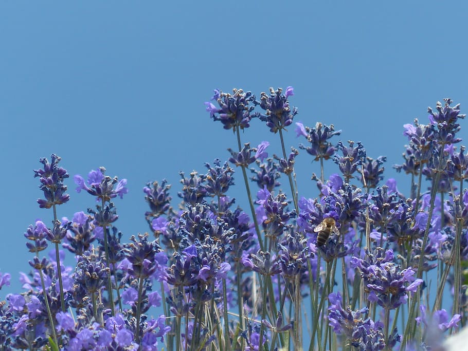 lavender, flower, flowers, purple, wild plant, wildblue, lavender flowers, HD wallpaper