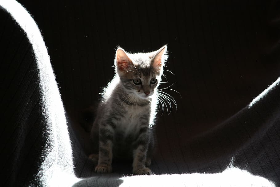 silver tabby kitten on gray surface, cat, sun, fur, fluffy HD wallpaper