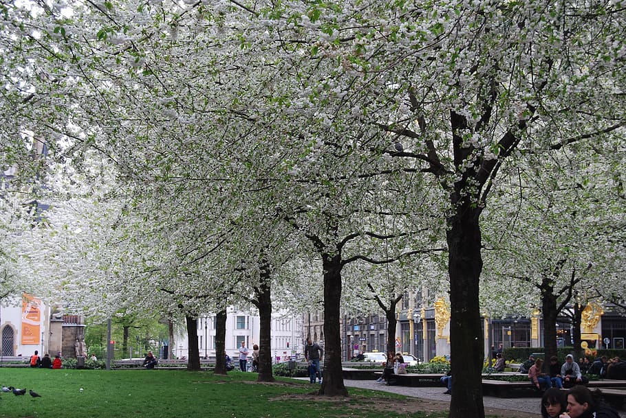 leipzig, avenue, blossom, trees, park, garden, plant, incidental people HD wallpaper