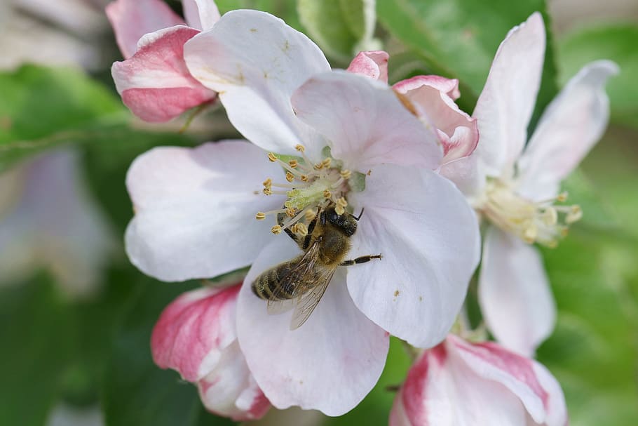 Bee, Pollination, Apple, Flower, Pollen, apple flower, nectar, HD wallpaper