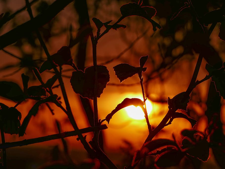 silhouette of leaves during sunset, evening sun, golden light HD wallpaper