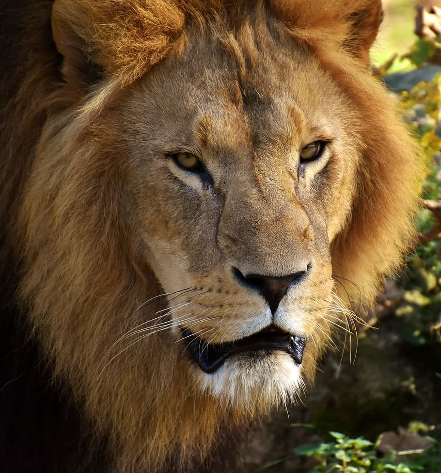 close-up photography of brown lion, predator, dangerous, mane HD wallpaper