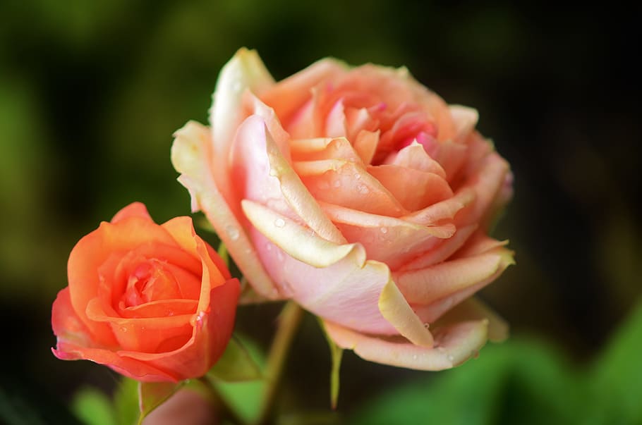 selective focus photography of two orange roses, red, flower HD wallpaper