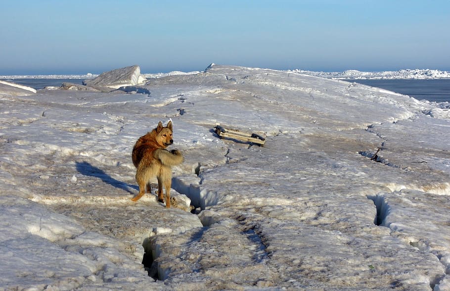 dog, views, pets, man's best friend, mutts, snow, animals, spring HD wallpaper