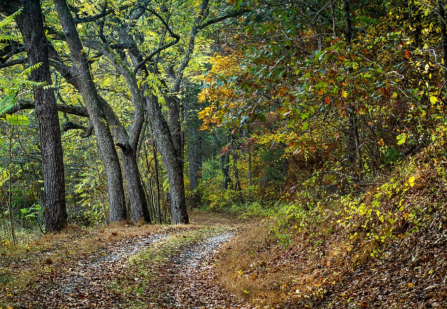 road, path, tree, nature, landscape, outdoor, fall foliage HD wallpaper