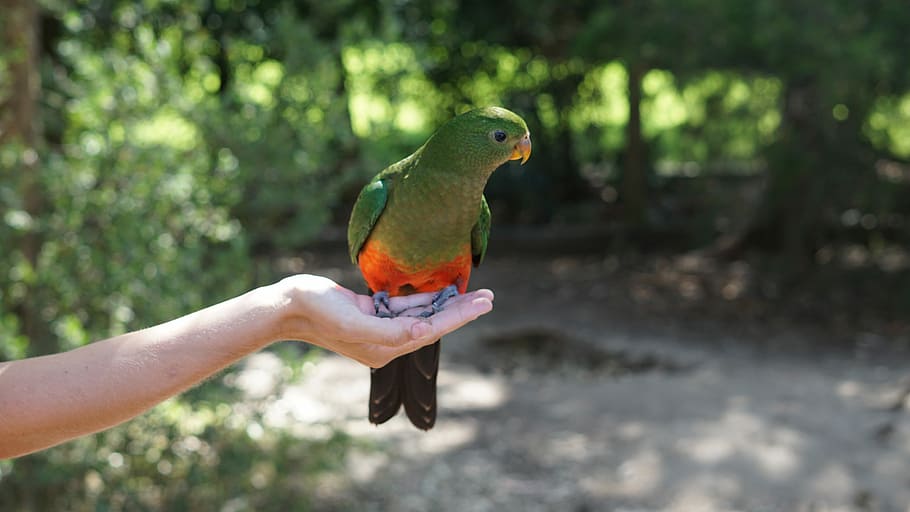 Wild Bird of Australia, green and orange bird perched on person's palm HD wallpaper
