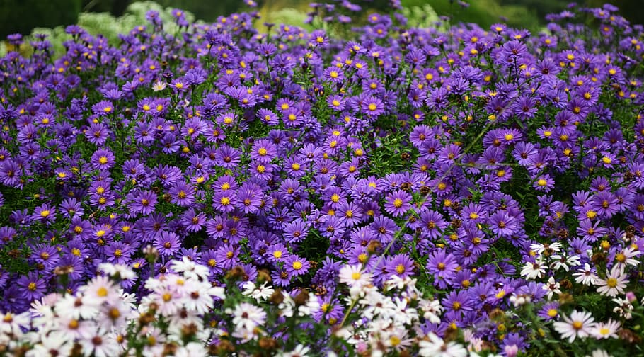 blooming, bright, colors, colours, field, flora, flower bed HD wallpaper