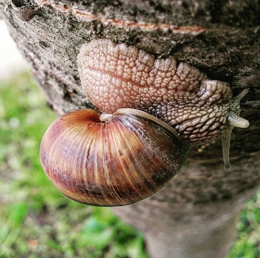 snail, nature, macro, slow, inch, snail shell, wood, speed HD wallpaper