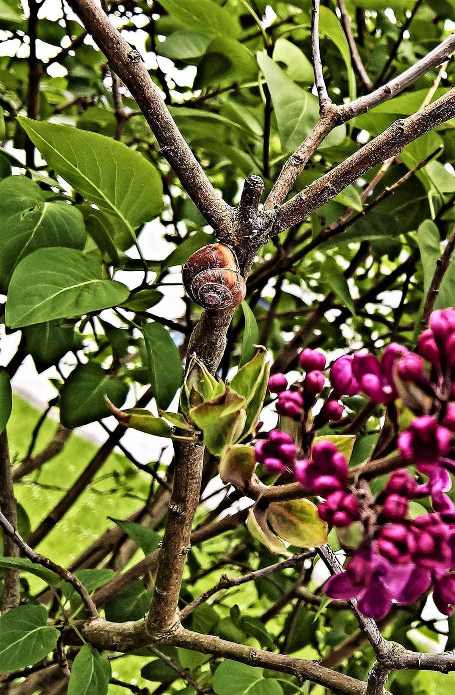 nature, snail, reptile, round worm house, lilac bush, high in the ast