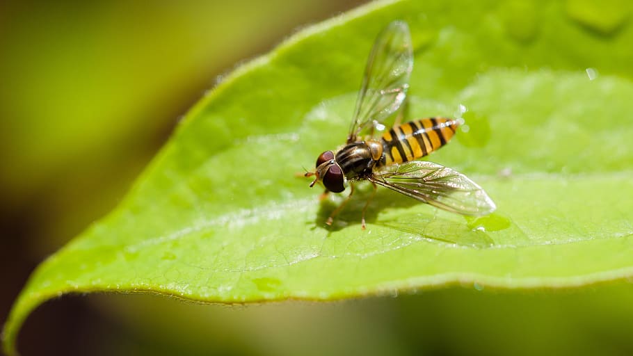 Insect, Fly, Leaf, Nature, Bug, green, wings, close, macro HD wallpaper