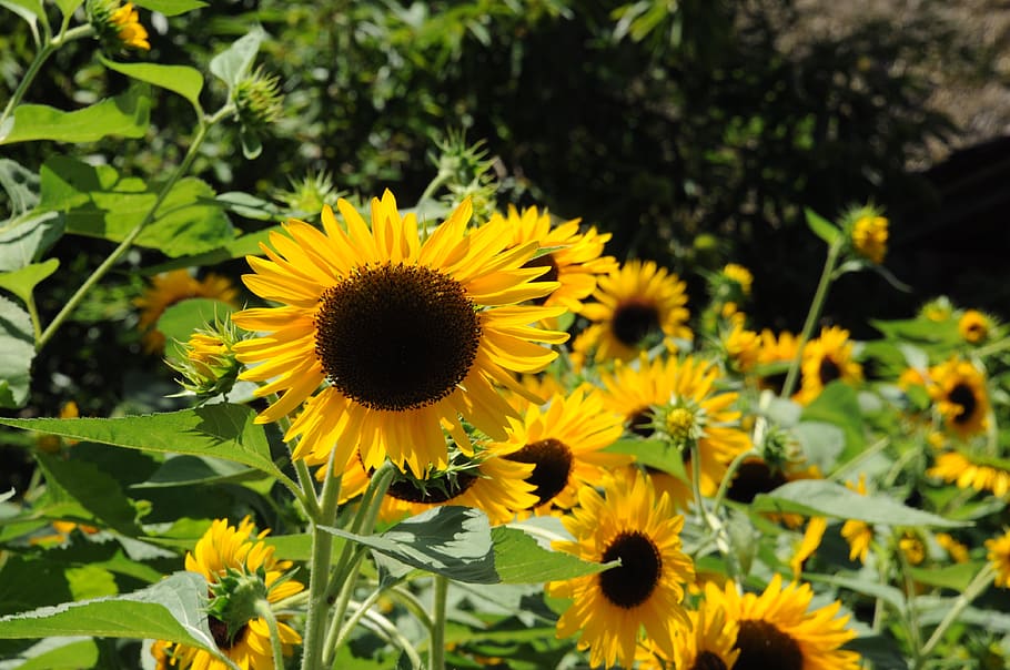 flower, sunflower, summer, flowering plant, yellow, growth HD wallpaper