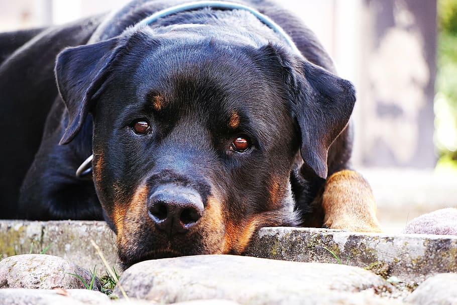selective focus photography of mahogany rotweiler, dog, rottweiler