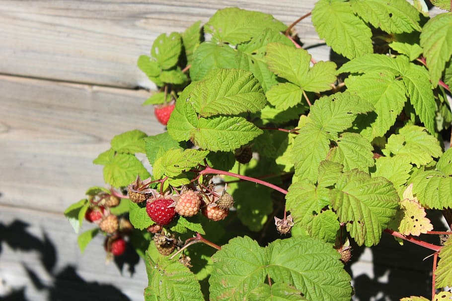 raspberry, plant, leaf, plant part, food and drink, healthy eating HD wallpaper