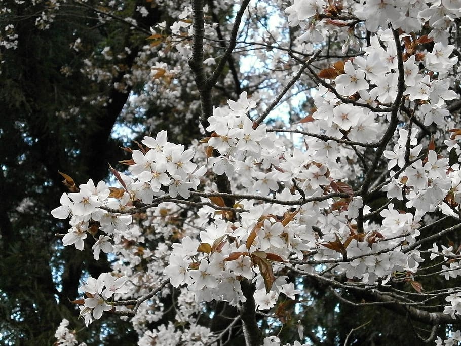 cherry, cherry tree, cherry blossom, cherry blossoms, spring flowers HD wallpaper