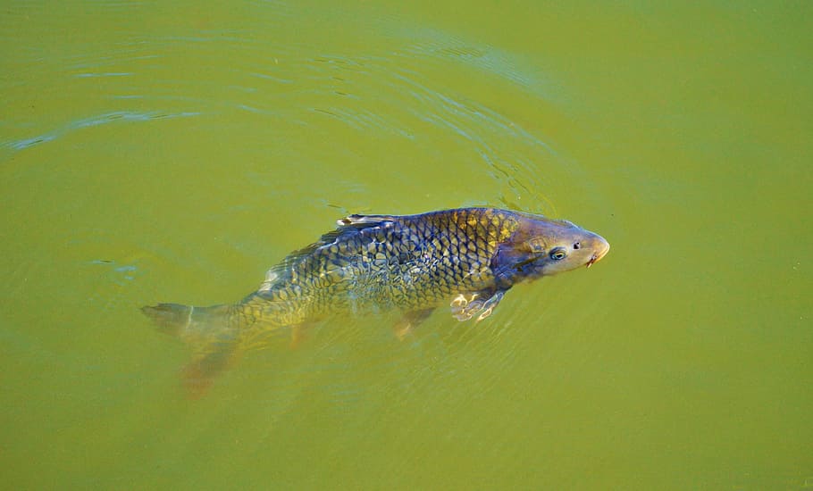 carp, fish, appear, swim, pond, water, water surface, scale HD wallpaper