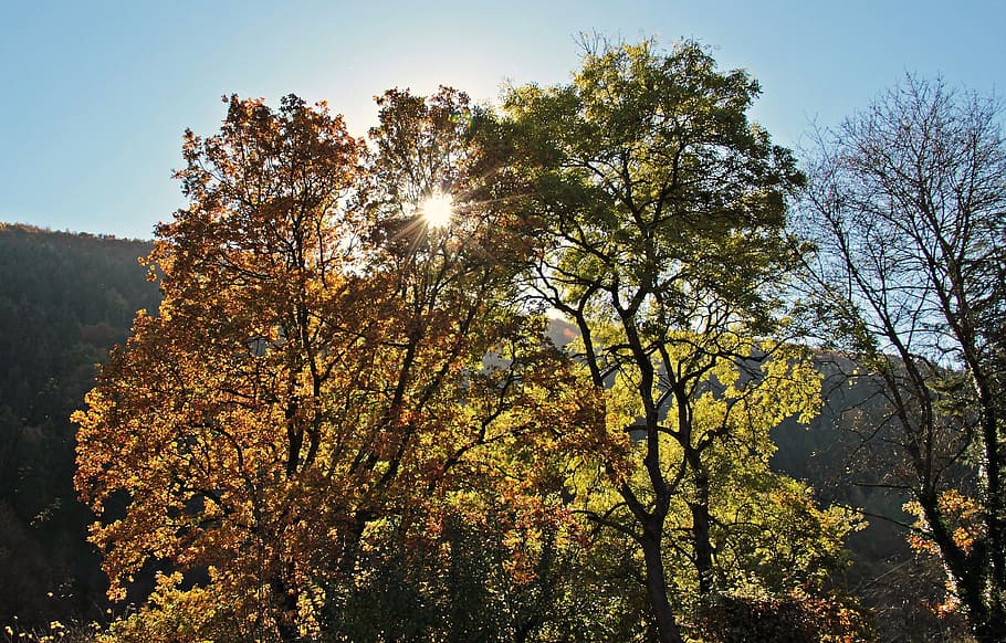 closeup photography of green leaf trees, autumn, mood, fall leaves HD wallpaper