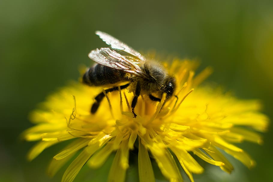 bee, dandelion, flower, pollen, honey bee, close, blossom, bloom HD wallpaper