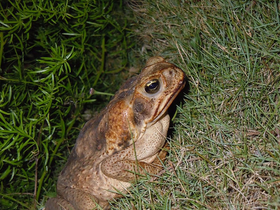 brown frog, toad, road toad, bermuda, animal, amphibian, wildlife.