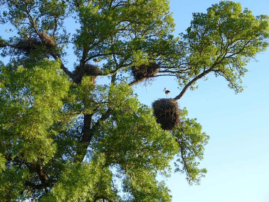 birds, spring, animal, tree, plant, low angle view, sky, green color HD wallpaper