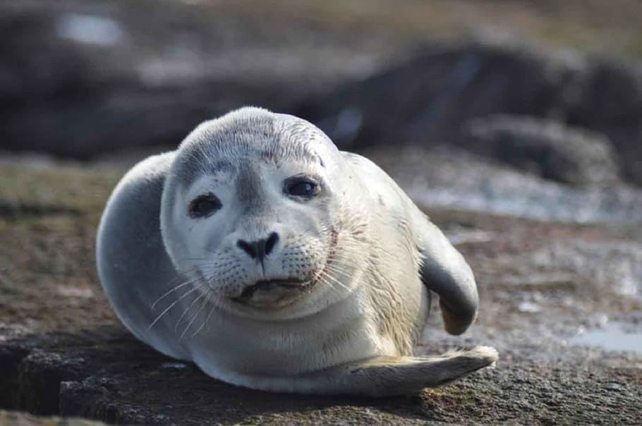 photo of gray sea lion, harbor seal, resting, sand, ocean, wildlife, HD wallpaper