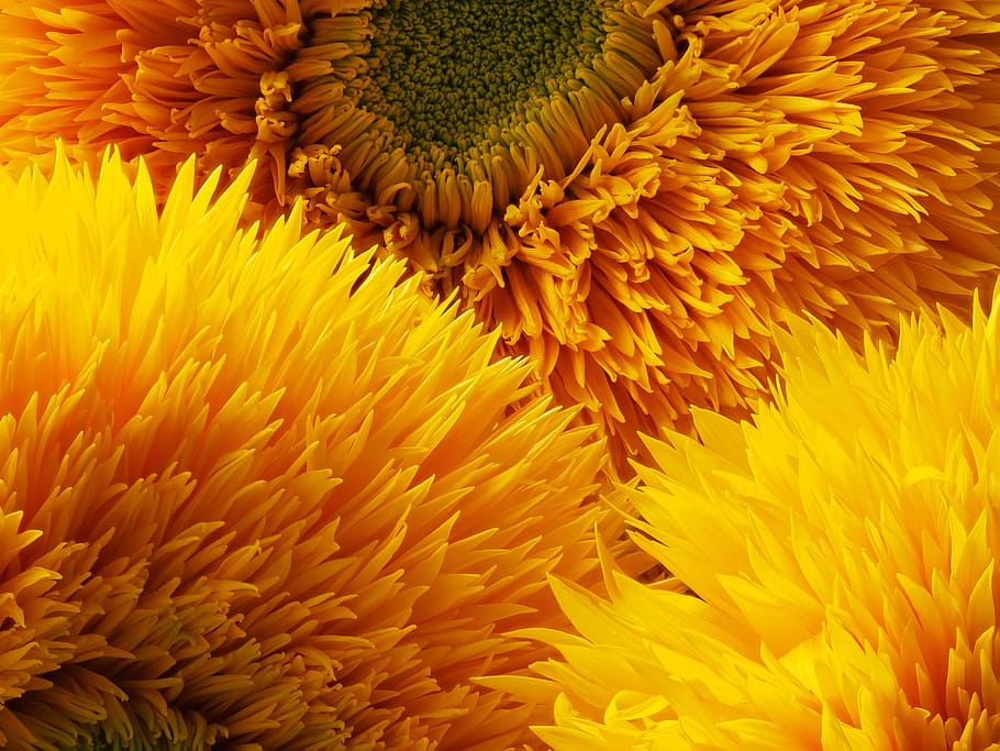 sunflower, three bloom, yellow, orange, petal, bright, helianthus, HD wallpaper