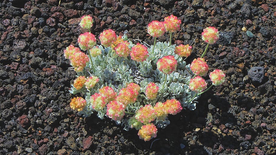 buckwheat, lava, embers, growth, beauty in nature, flowering plant HD wallpaper