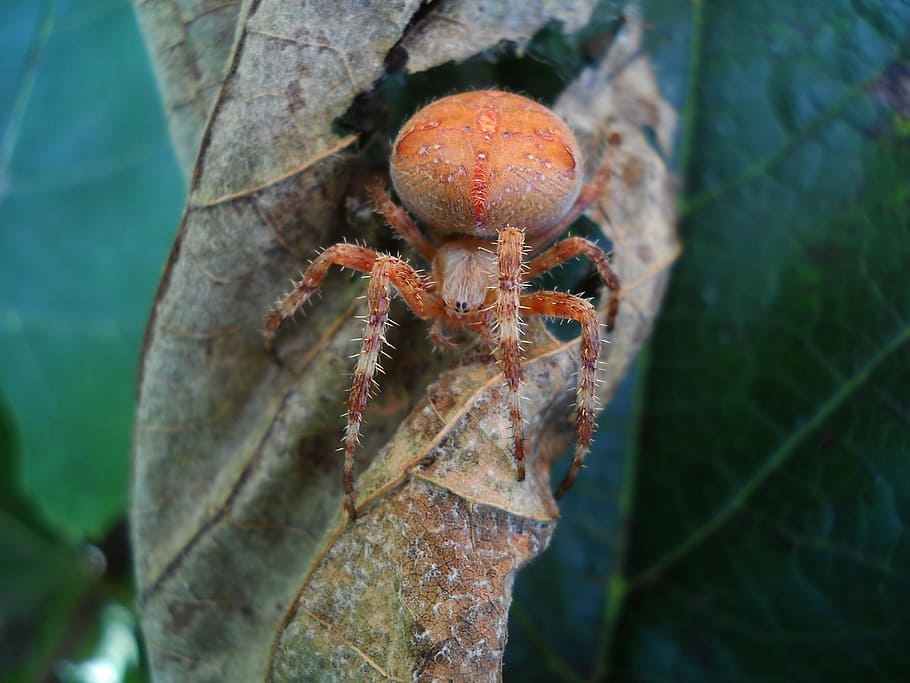 Insecta, Nature, Cockroach, summer, macro, green, leaf, dangerous HD wallpaper
