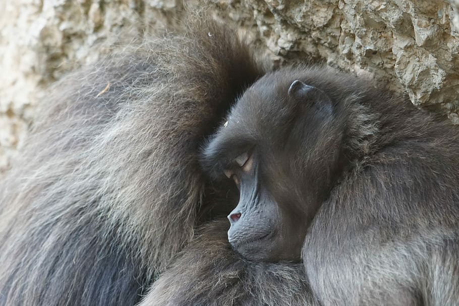 Ape, Primates, Pair, Winter, dschelada, wildlife photography HD wallpaper