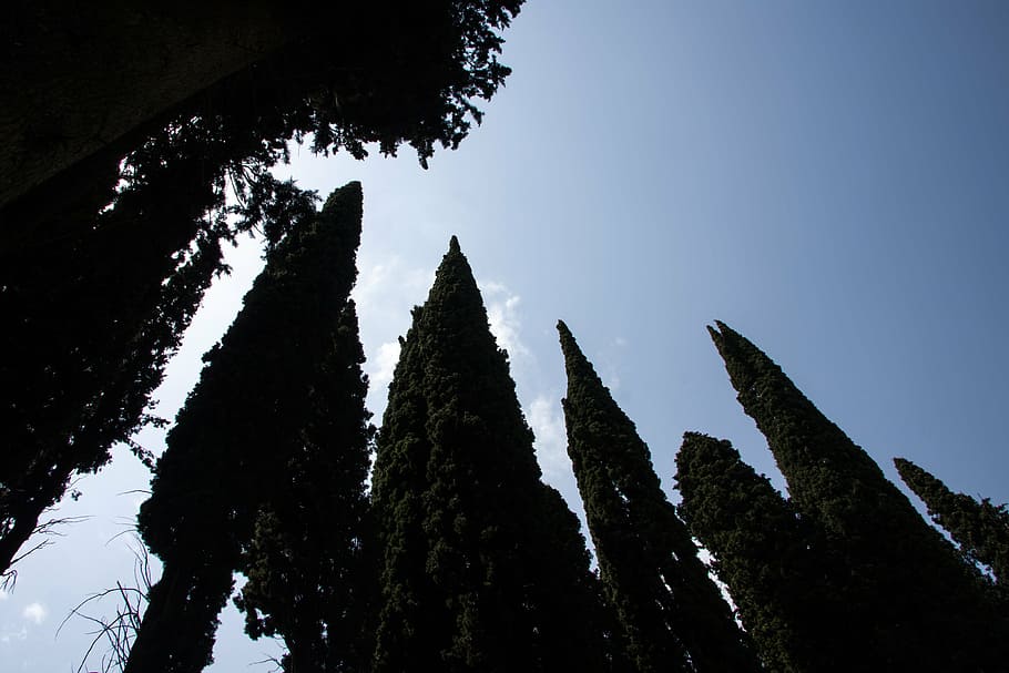 cypress, mediterranean cypress, cupressus sempervirens, columnar cypress, HD wallpaper