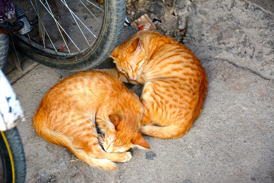 two orange cats lying beside bicycle wheel, Sleep, Pet, Break HD wallpaper