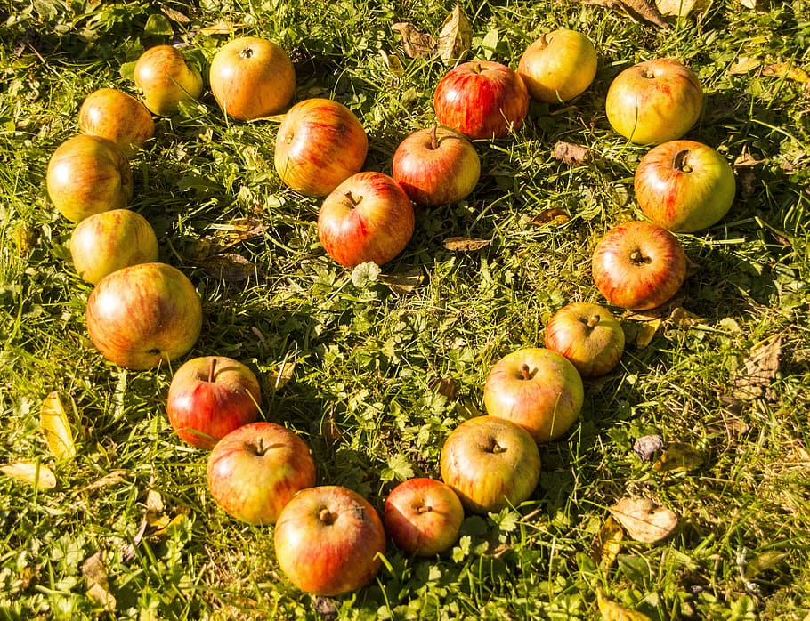 Fuji apples, heart, rush, fruit, love, eat, food, apple heart HD wallpaper