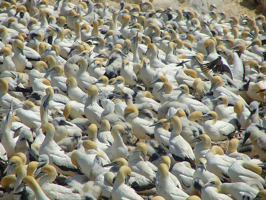 seagulls, birds, beach, group of animals, animals in the wild HD wallpaper