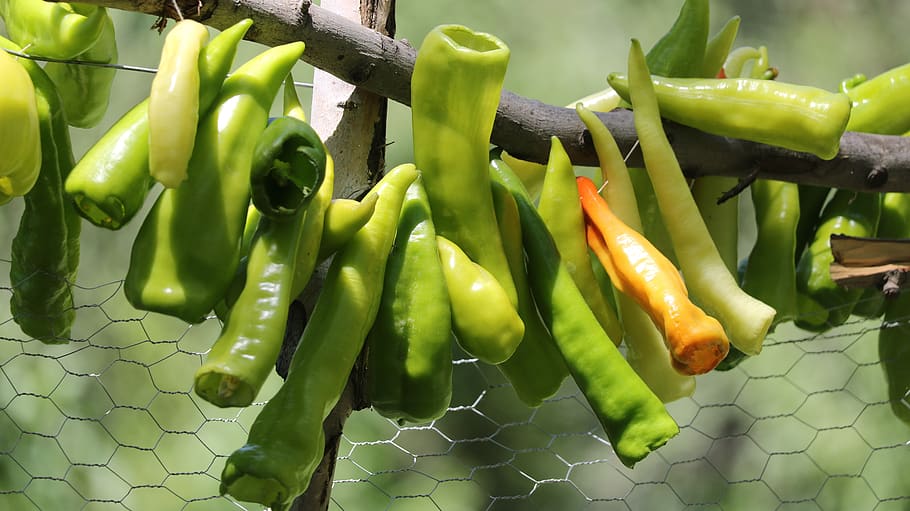 pepper, green, tree, vegetable, food and drink, green color HD wallpaper