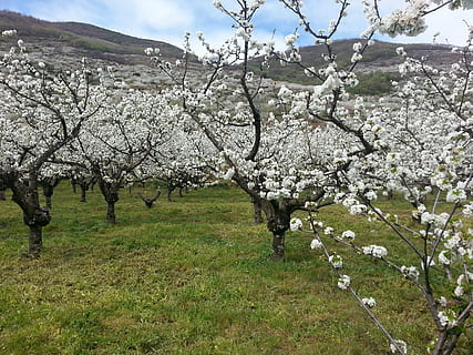 cherry trees, valley, jerte, flowers, spring, spain, outbreak HD wallpaper