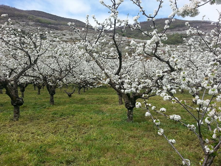 cherry trees, valley, jerte, flowers, spring, spain, outbreak HD wallpaper