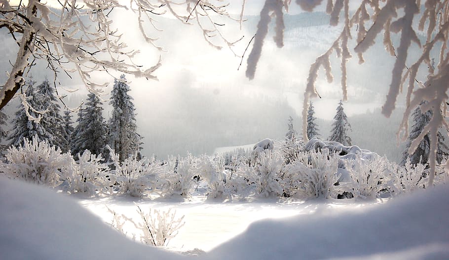 snow capped trees during daytime, winter, hoarfrost, wintry HD wallpaper