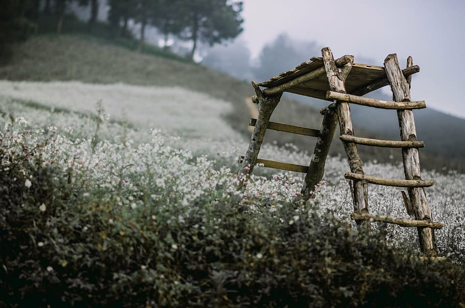 brown wooden ladder on white cluster flower field, still lifes