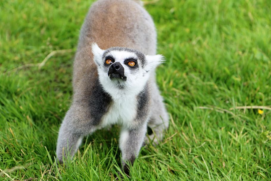 Page 2 Ring Tailed Lemur 1080p 2k 4k 5k Hd Wallpapers Free Download Wallpaper Flare