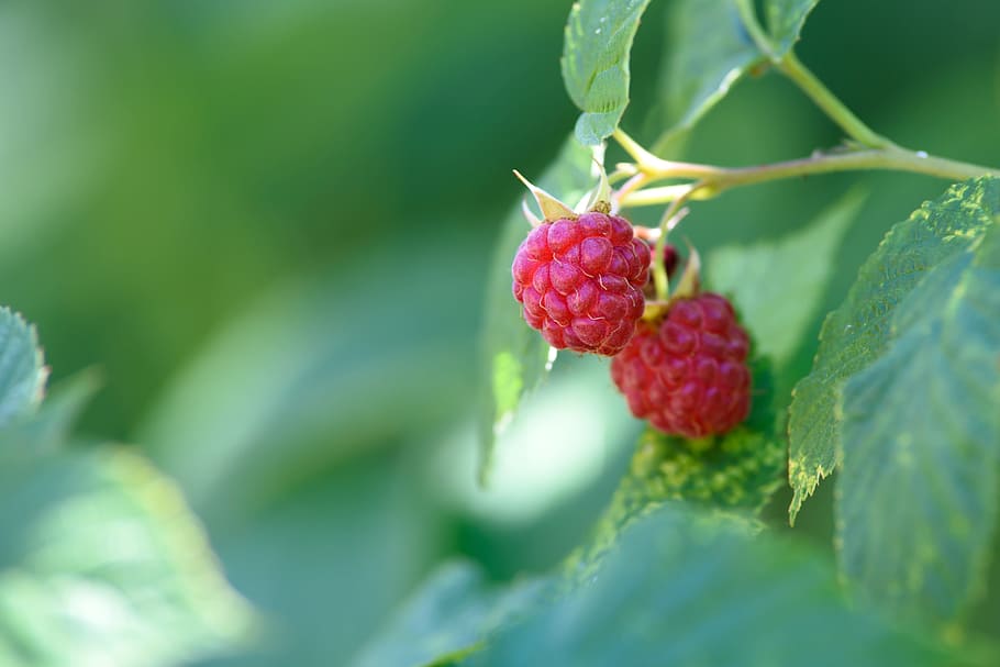 selective focus photography of raspberries, raspberry garden HD wallpaper