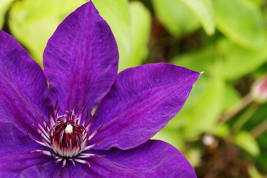 clematis, violet, blossom, bloom, flower, close, purple, flora HD wallpaper