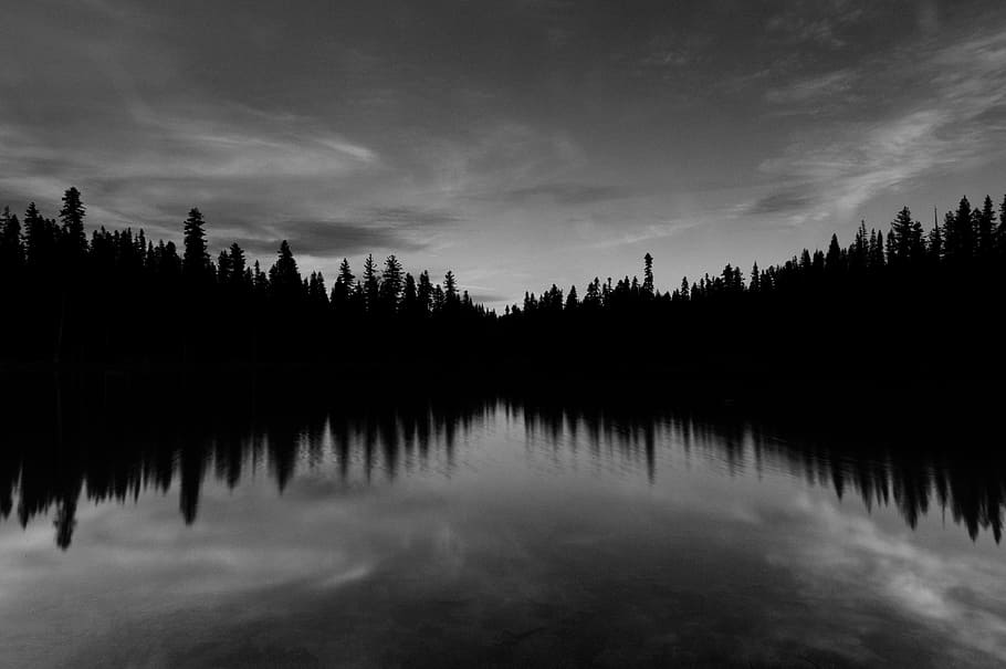 body of water near trees under cloudy sky, reflective photography of trees reflecting on body of water HD wallpaper